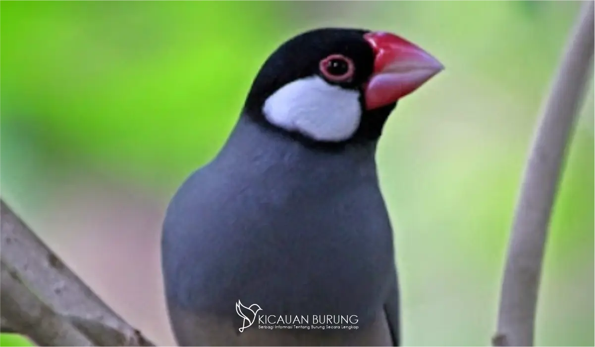 Pesona Kecantikan Burung Gelatik Jawa