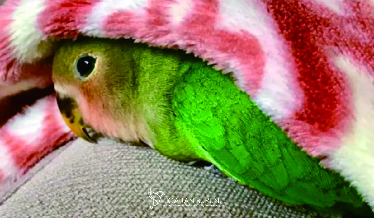 10 Cara Menghindari dan Mengobati Penyakit pada Burung Lovebird