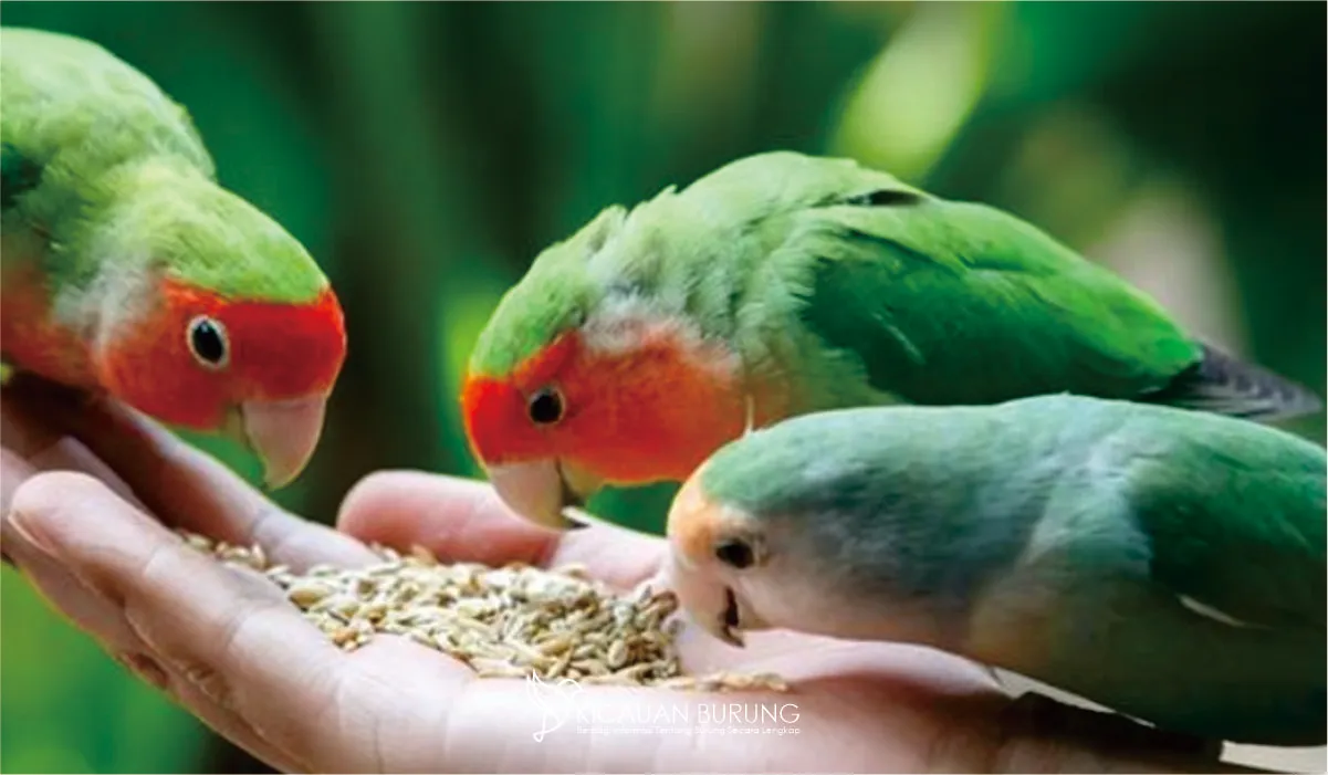 10 Jenis Makanan Sehat untuk Burung Lovebird