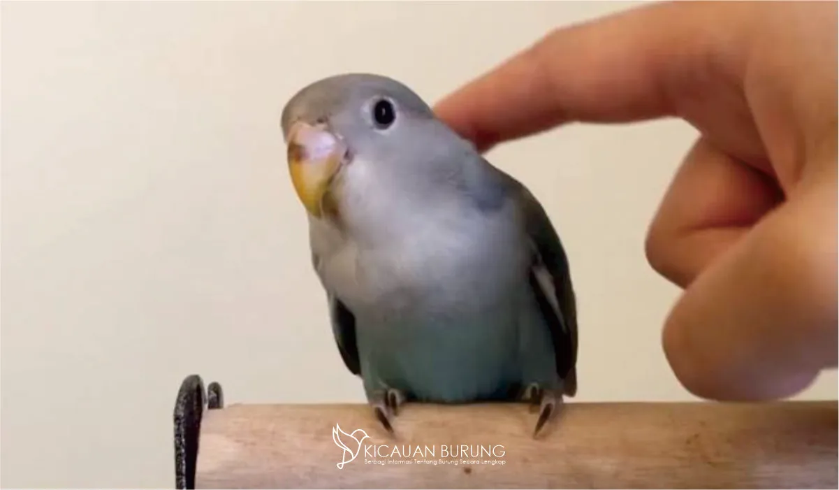 Beberapa Latihan yang bisa Dilakukan Lovebird