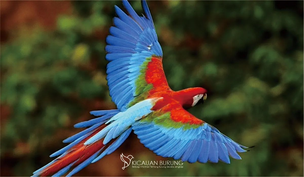Berapa Biaya yang Diperlukan Untuk Memiliki Burung Macaw