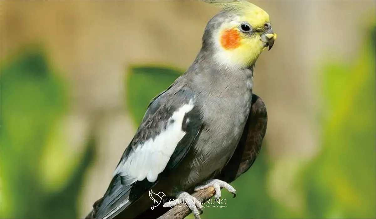 Burung Parkit Australia, Kakaktua paling Kecil