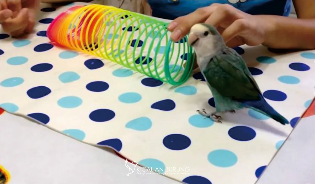 Cara Melatih Lovebird agar Jinak dan menjadi Teman Bermain