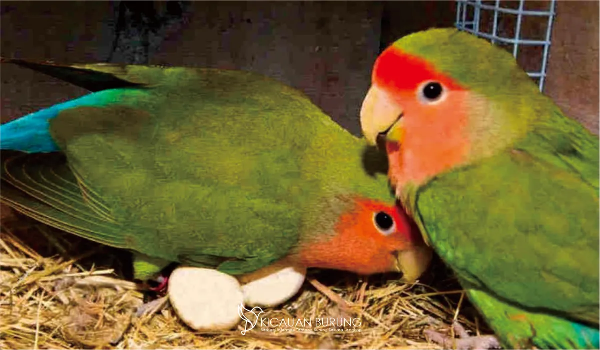 Cara Mengatasi Burung Lovebird yang Malas Bertelur