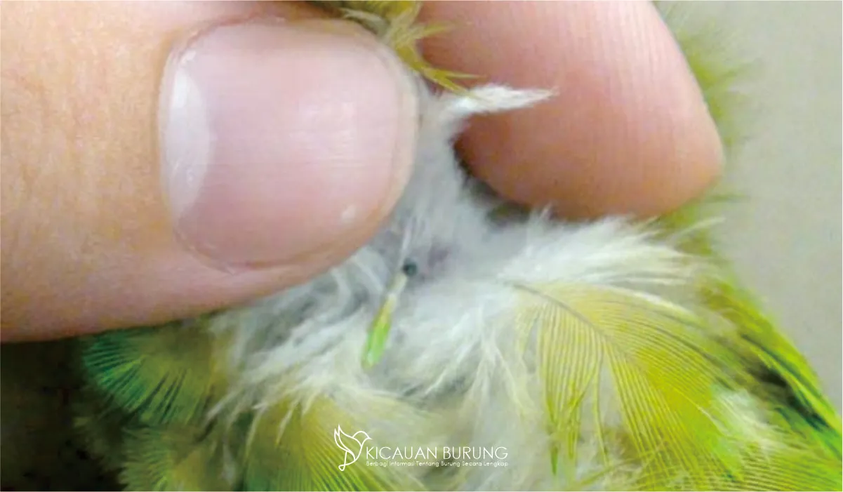 Cara Menjaga Kesehatan Bulu Burung Lovebird agar Tetap Indah