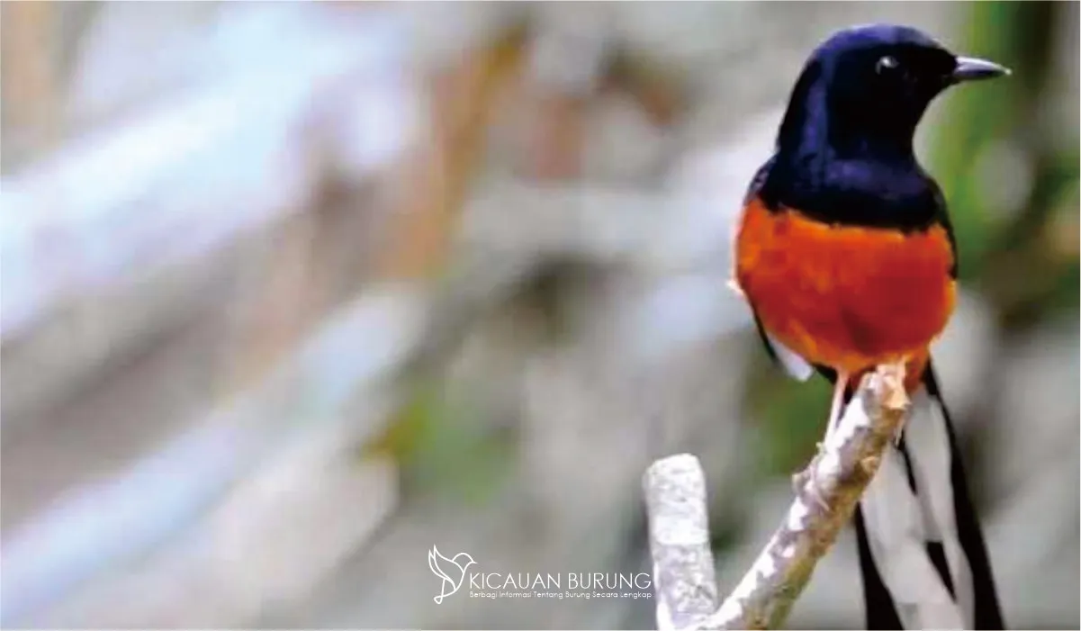 Harga Burung Murai Batu Burung Kicauan Populer di Indonesia