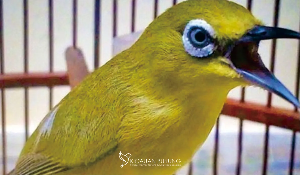 Harga Burung Pleci Segala yang Perlu Anda Ketahui