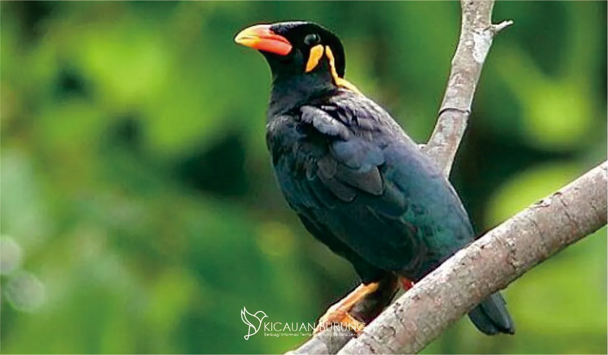 Kenali Kisaran Harga Pasar Burung Jalak