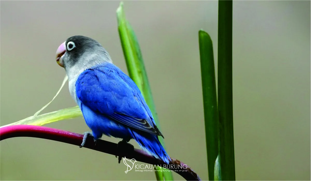 Makanan Burung Lovebird: Tips dan Panduan Lengkap