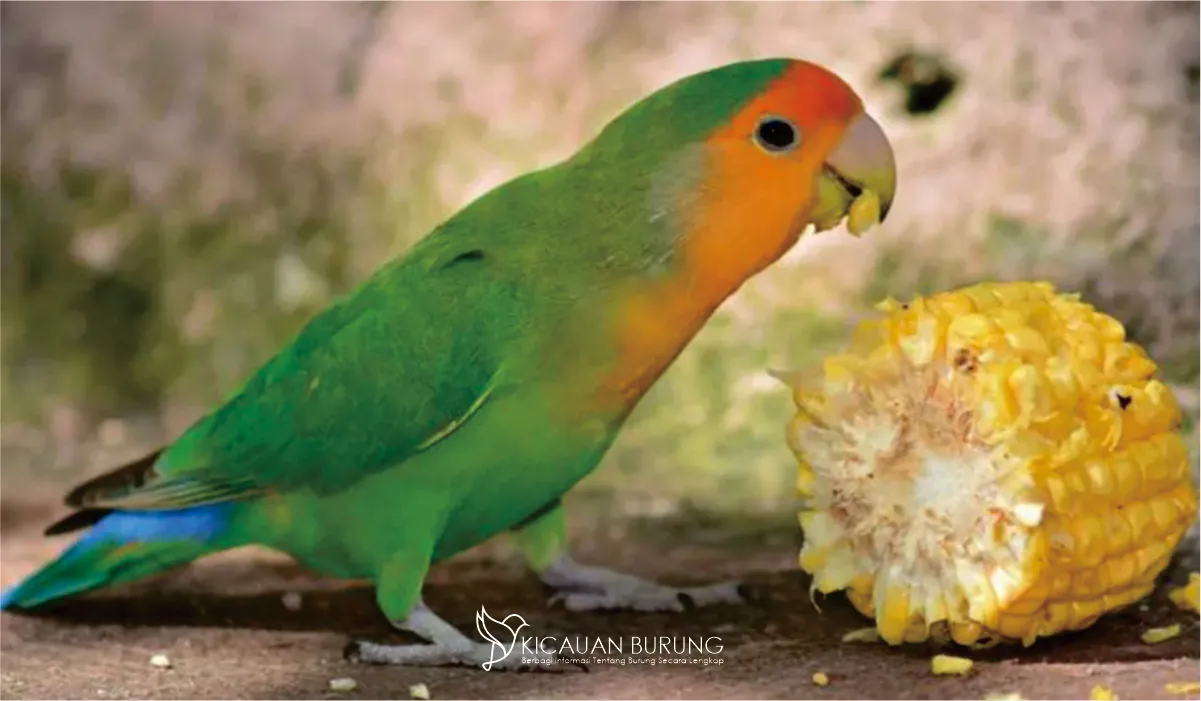 Rekomendasi Makanan Burung Lovebird