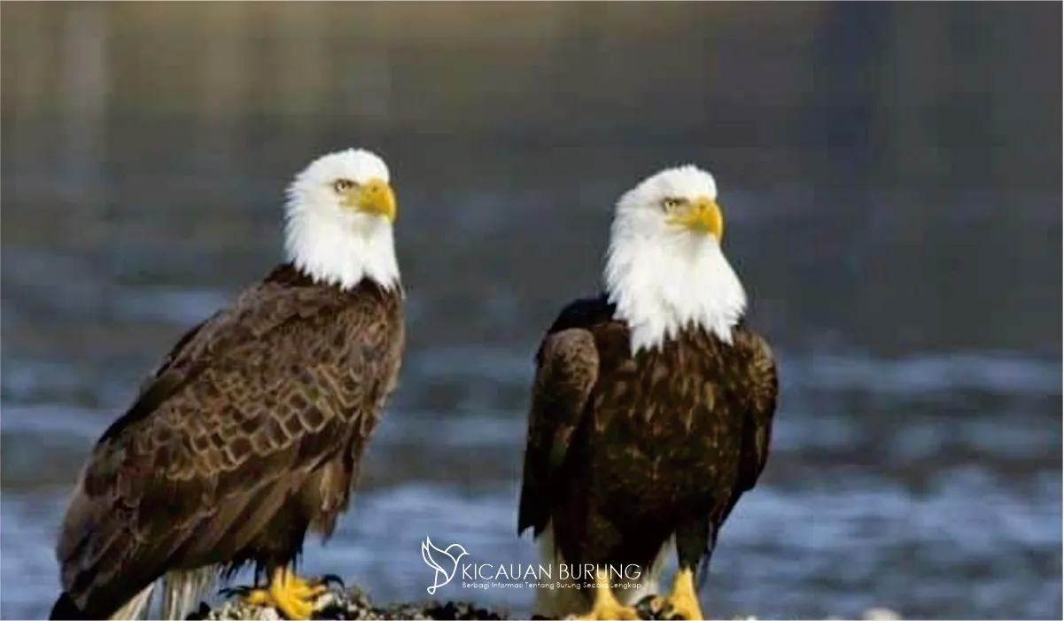 Tips Memilih dan Merawat Burung Elang