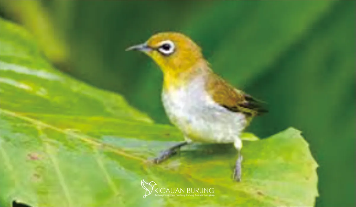 Harga Pleci Auri: Berapa Harga Burung Pleci Auri?