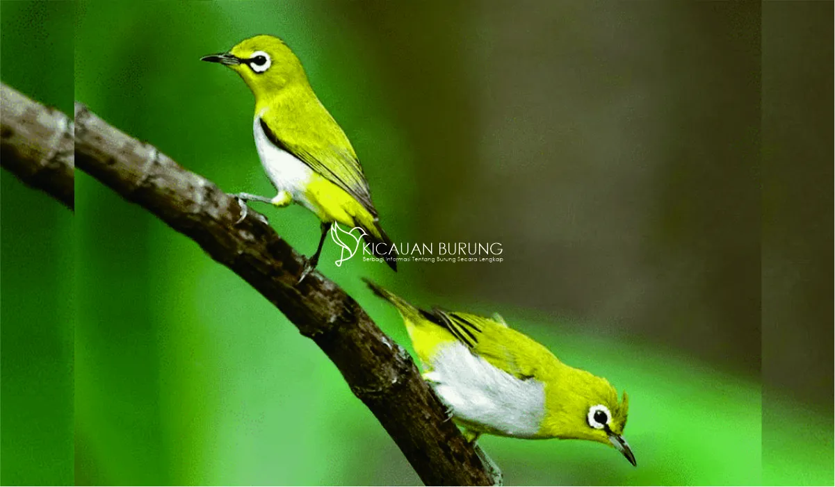 Burung Pleci Maput Kicauan Favorit Para Pecinta Burung
