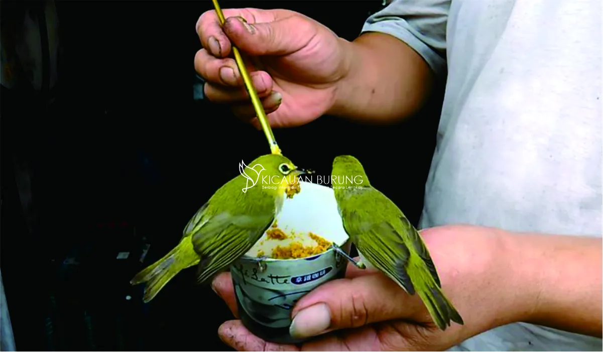 Cara Membuat Makanan Pleci Bustomi