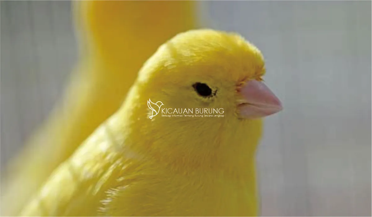 Harga Burung Kenari di Indonesia Fakta dan Informasi Terkini