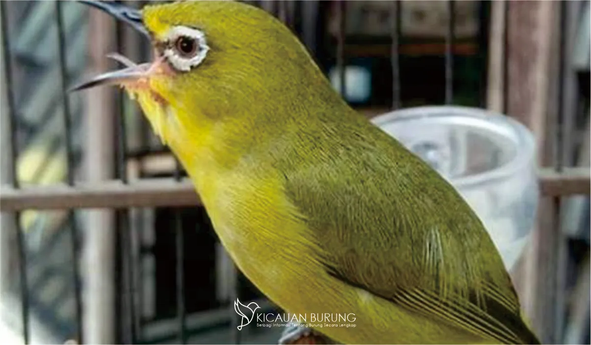 Harga Burung Pleci Panduan Lengkap untuk Pemula