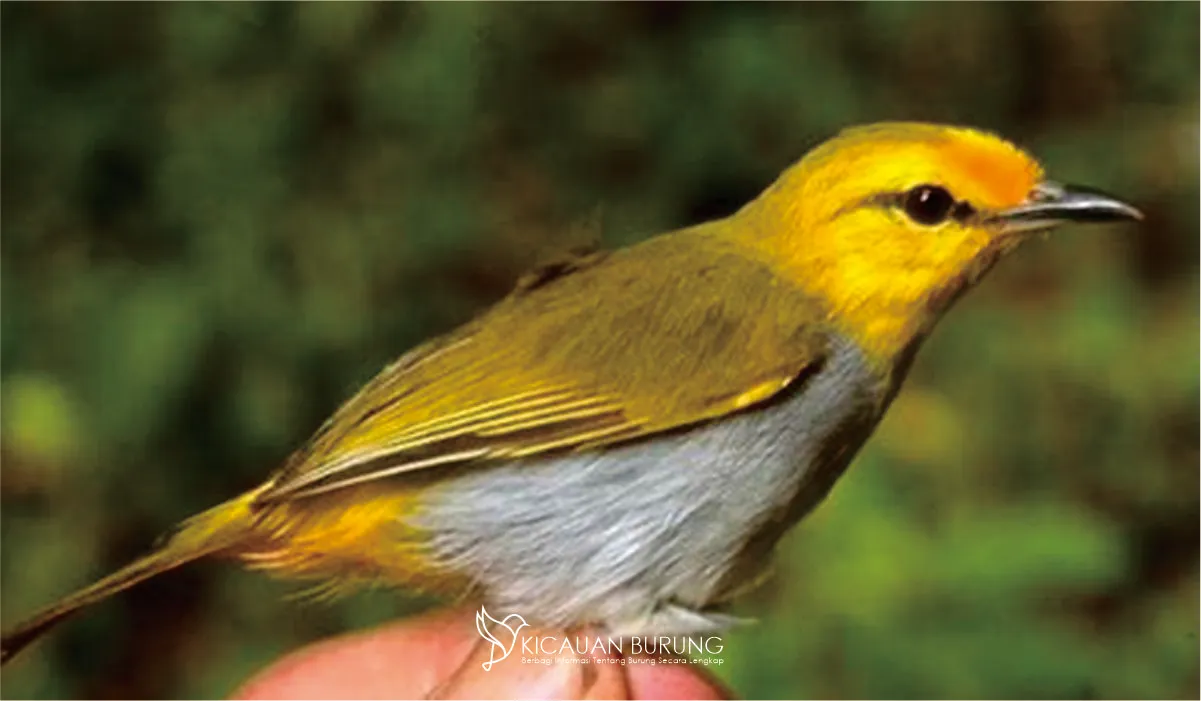 Harga Pleci Auriventer