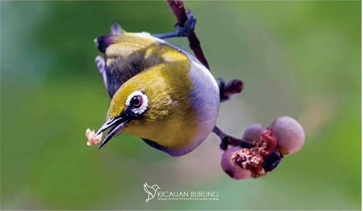 Hobi Menarik dengan Burung Cantik