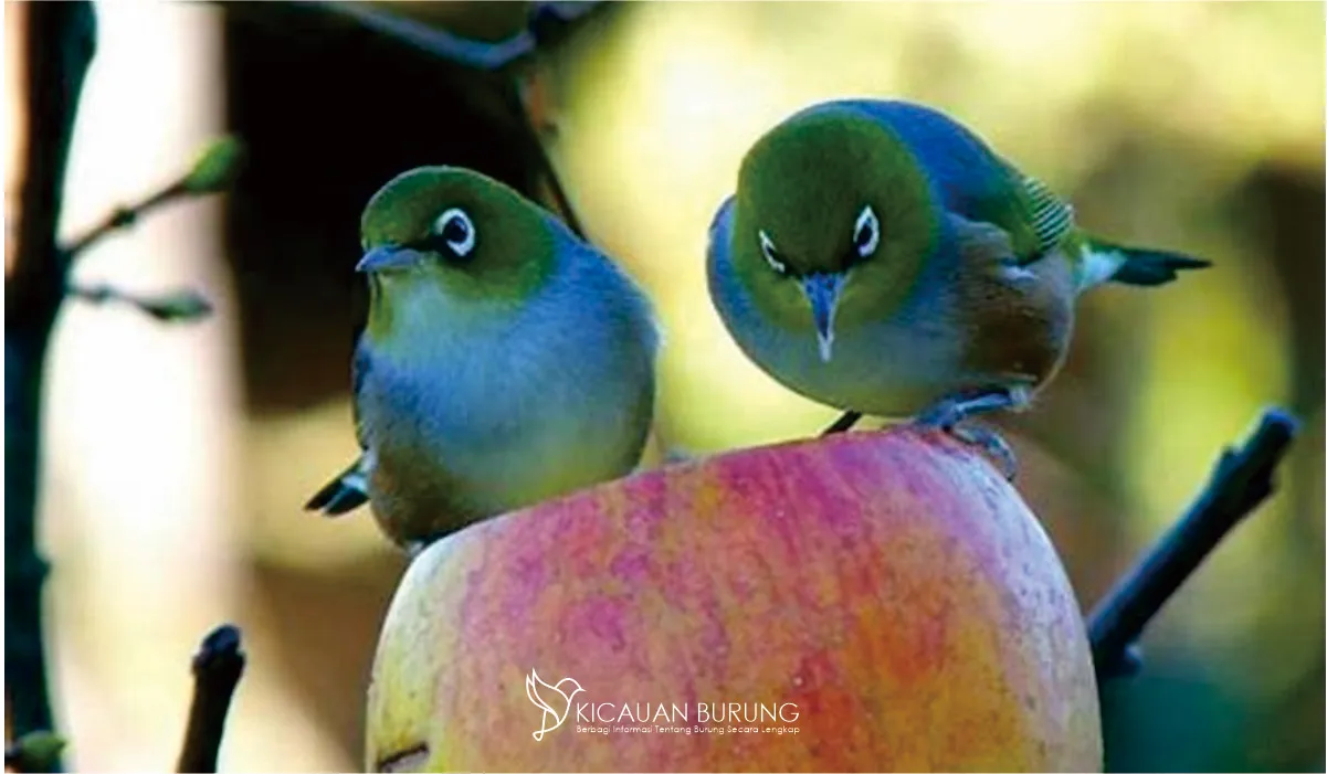 Jenis dan Manfaatnya Makanan untuk Burung Pleci