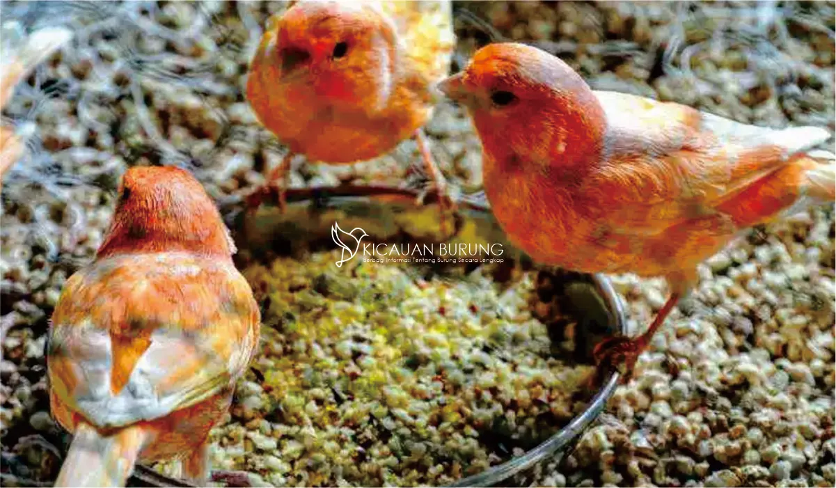 Kandungan Nutrisi dan Cara Pemberian Makanan Burung Kenari