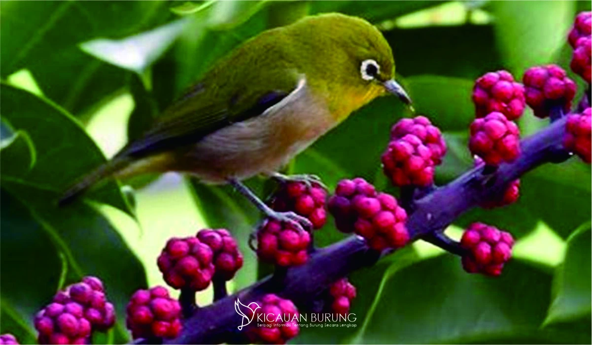 Makanan Burung Pleci Biar Gacor