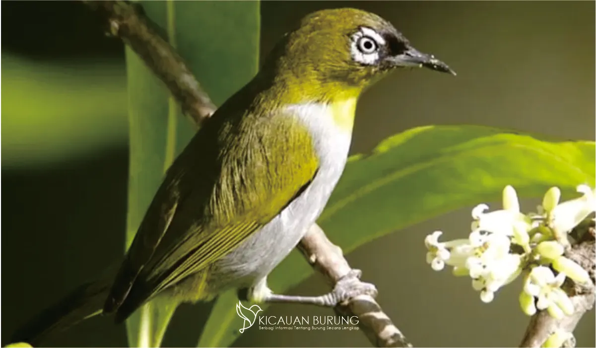 Makanan Pleci Biar Cepat Gacor