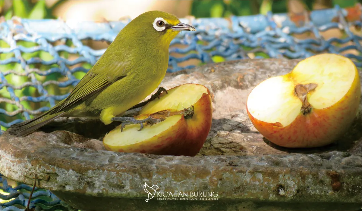 Makanan Pokok dan Tambahan Burung Pleci