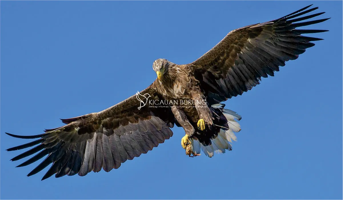 Mengapa Burung Elang Dikenal Sebagai Raja Langit ?