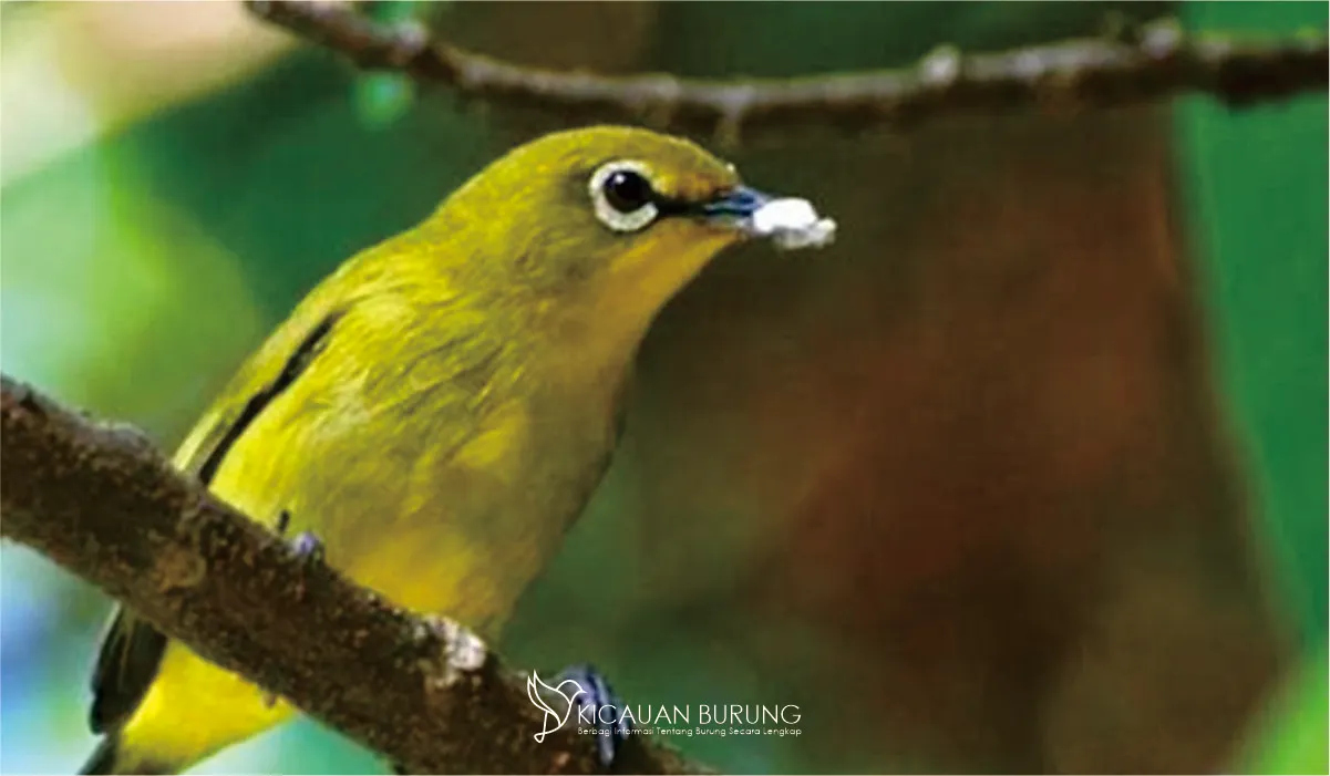 Mengenal Jenis Burung Kicau dengan Suara Khas dan Dilindungi Undang-Undang