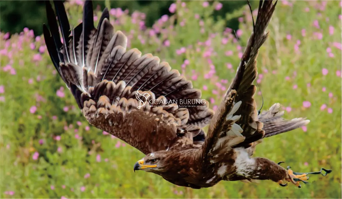Menjelajahi Habitat Asli Burung Elang dan Kondisi Populasinya
