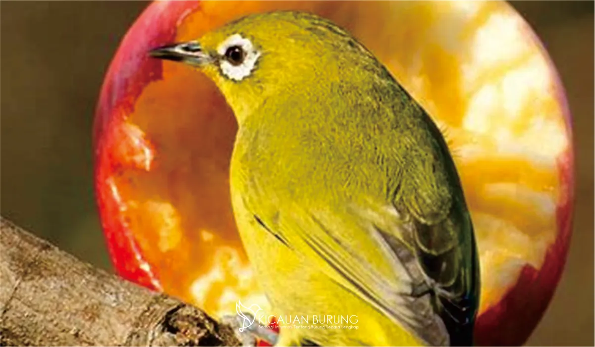 Minuman Burung Pleci Manfaat dan Cara Membuatnya