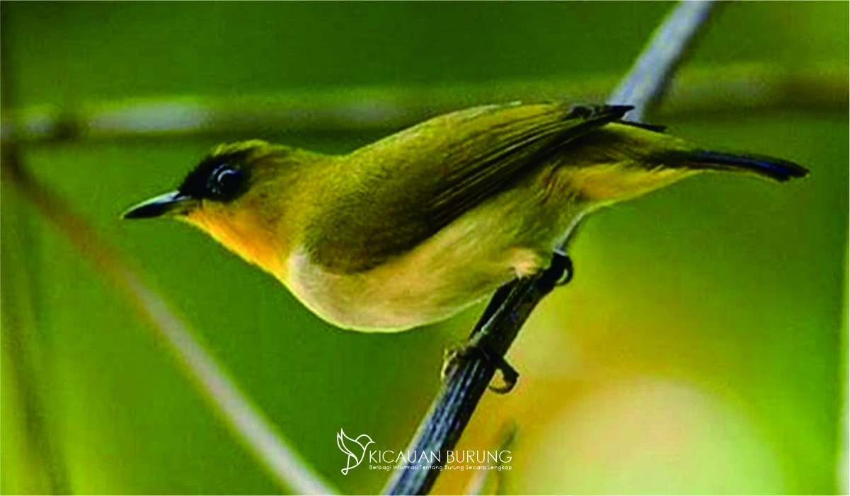 Minuman Harian Pleci Merawat Kesehatan Burung Pleci Anda