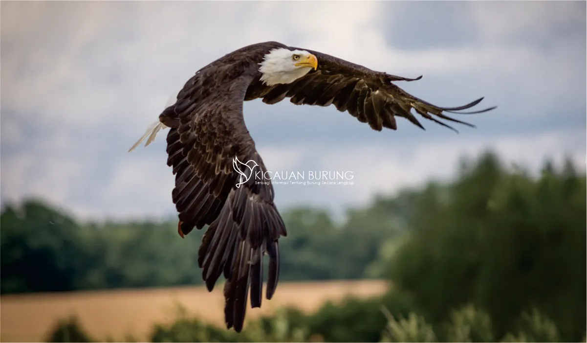 Peran Penting Burung Elang dalam Ekosistem dan Konservasi Alam