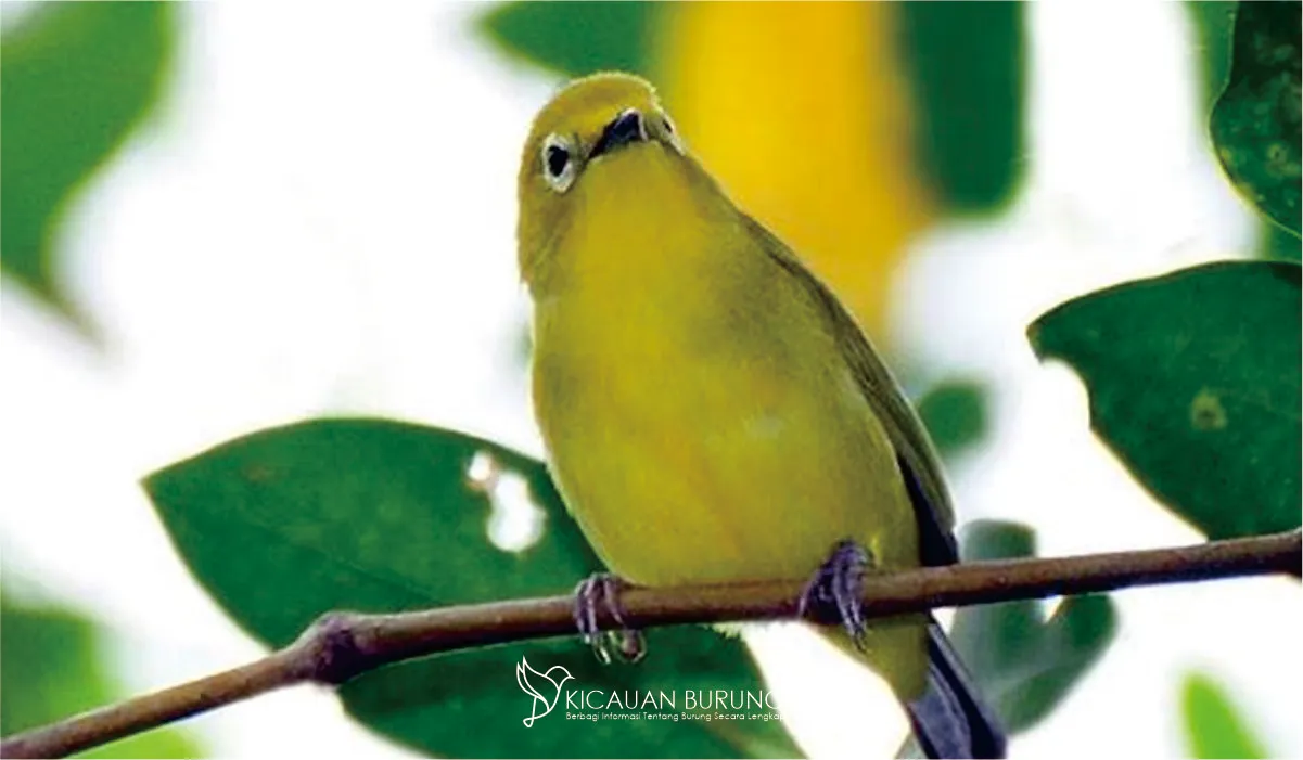 Pleci Dakun Muria Asal Jawa Tengah