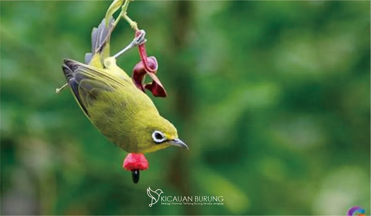 Pleci Dakun Burung Populer di Indonesia