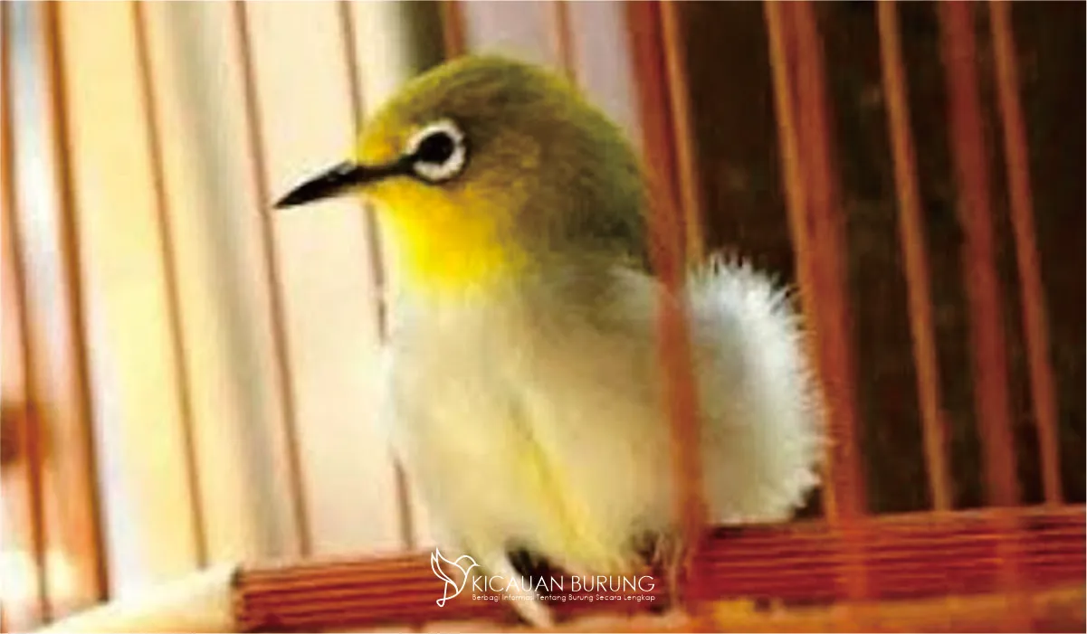 Pleci Muda Burung Berkicau Yang Menawan
