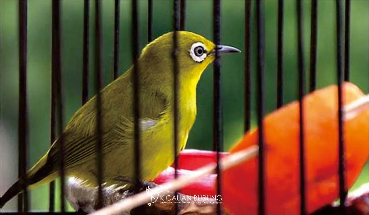 Tips Merawat dan Memelihara Burung Pleci Agar Gacor dan Sehat