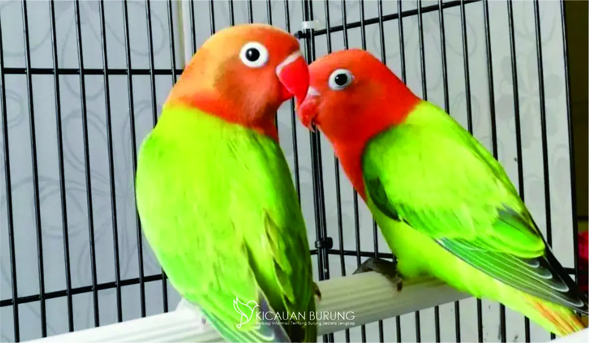Tips Mudah Melatih Burung Lovebird agar Pandai Bersuara