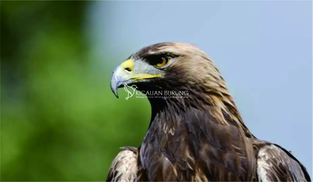 Jenis, Ciri-ciri, dan Habitat Burung Elang