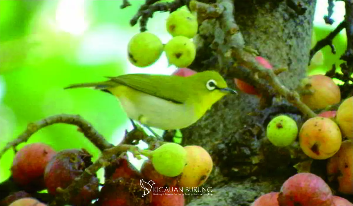Makanan Burung Kaca Mata