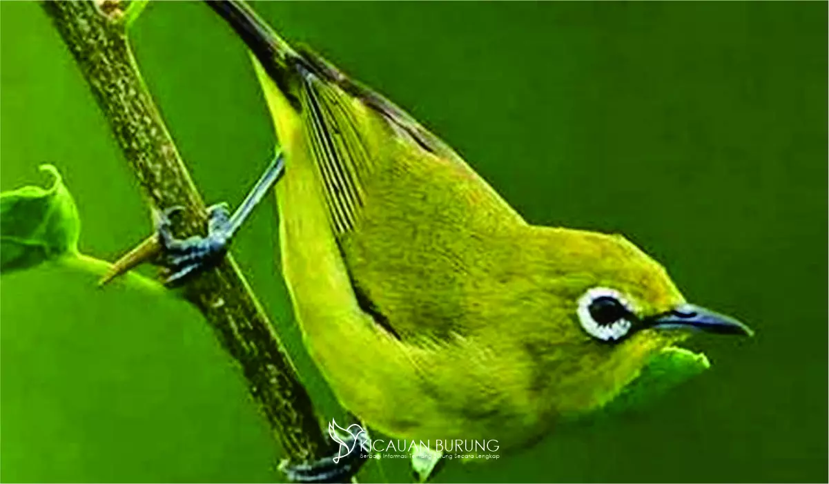 Pleci Maput Muria Burung Populer di Indonesia