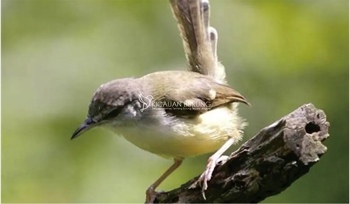 Apa Saja Makanan Burung Ciblek