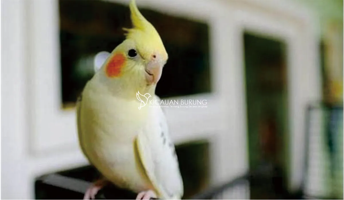 Burung Falk, Jenis Burung dengan Keindahan yang Memukau