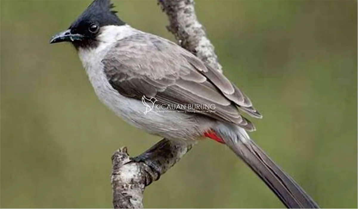 Burung Kutilang Harga di Indonesia