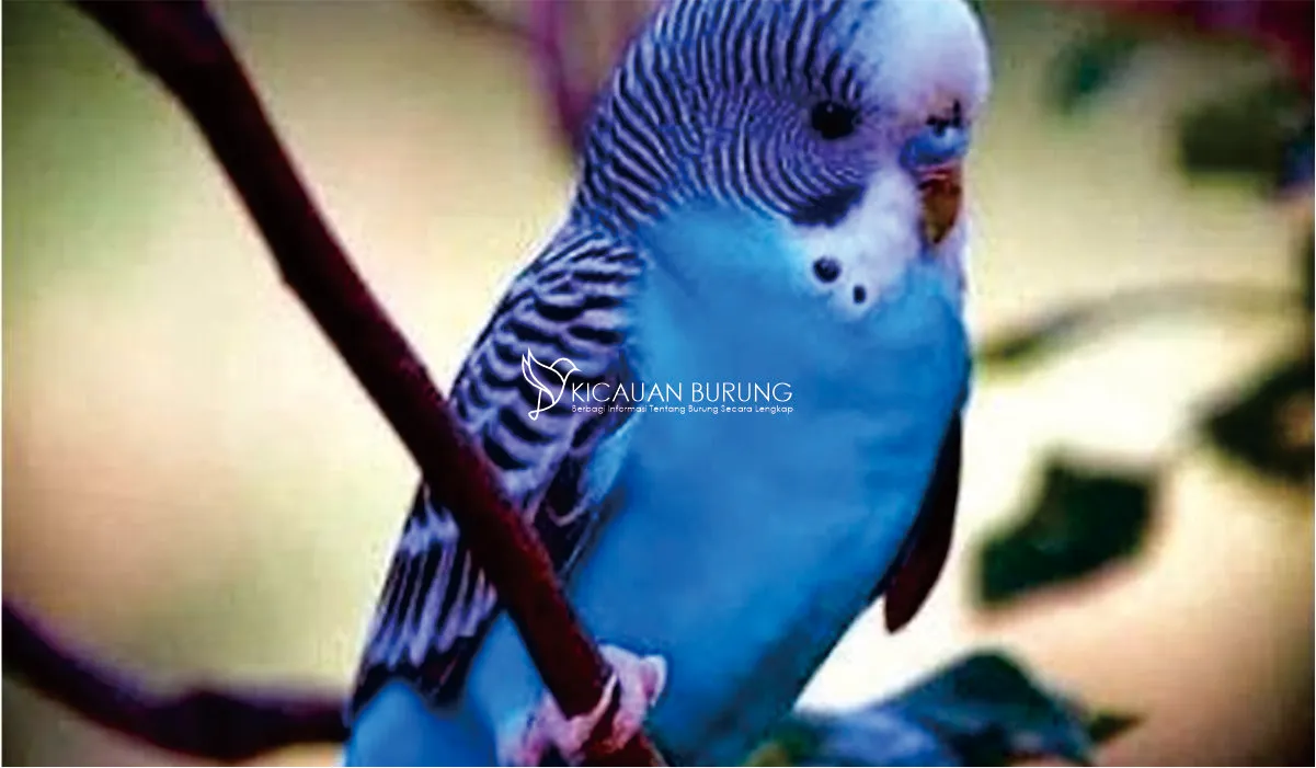 Burung Parkit Biru yang Eksotis Asli Indonesia