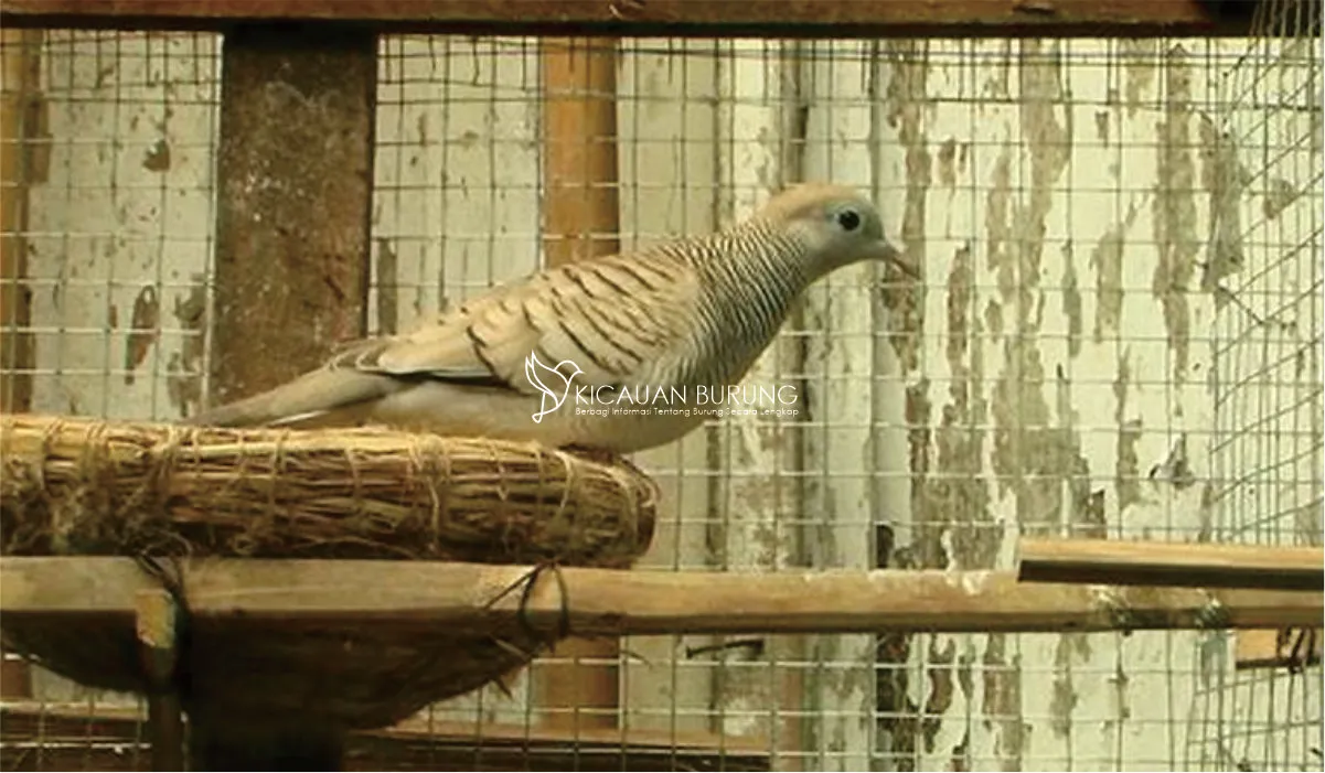 Burung Perkutut Silver Langka dan Berharga di Indonesia