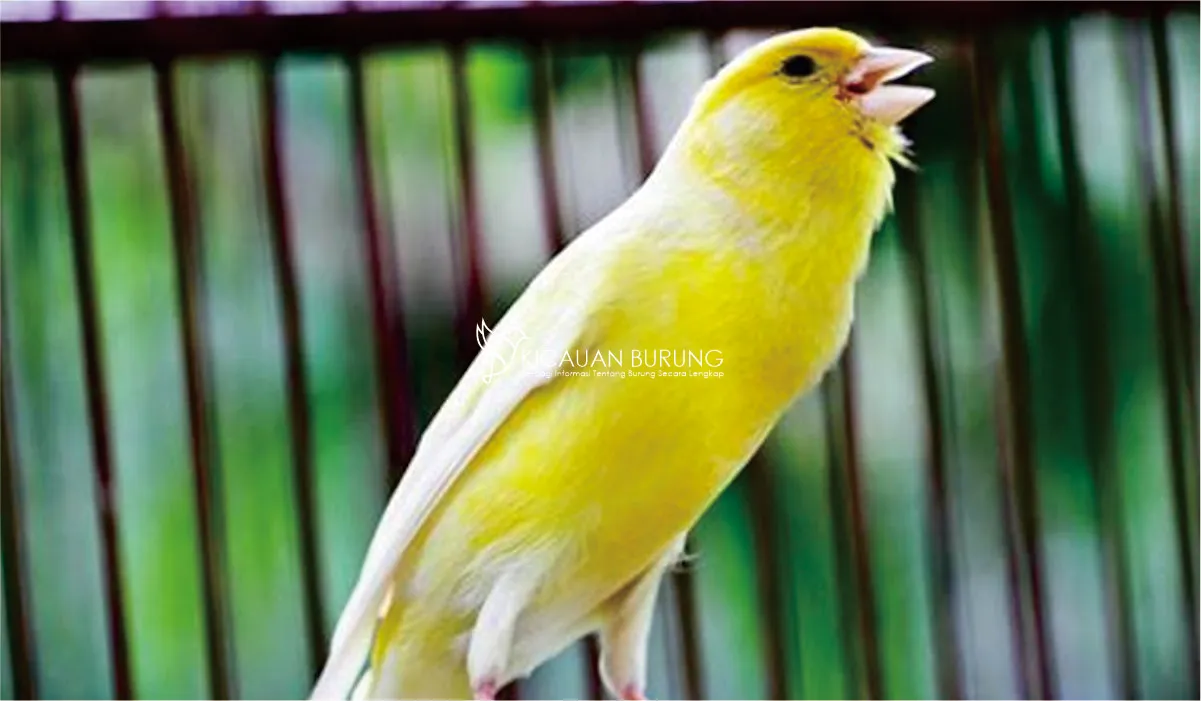 Cara Merawat Burung Kenari F1