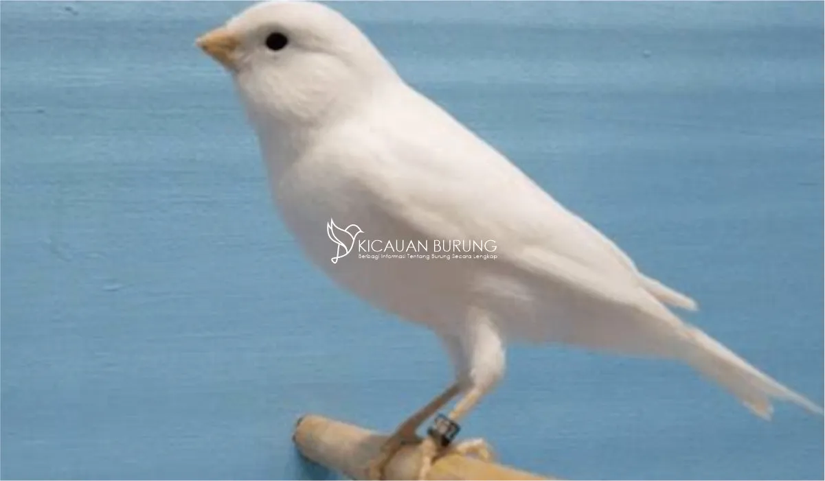 Cara Merawat Burung Kenari Putih