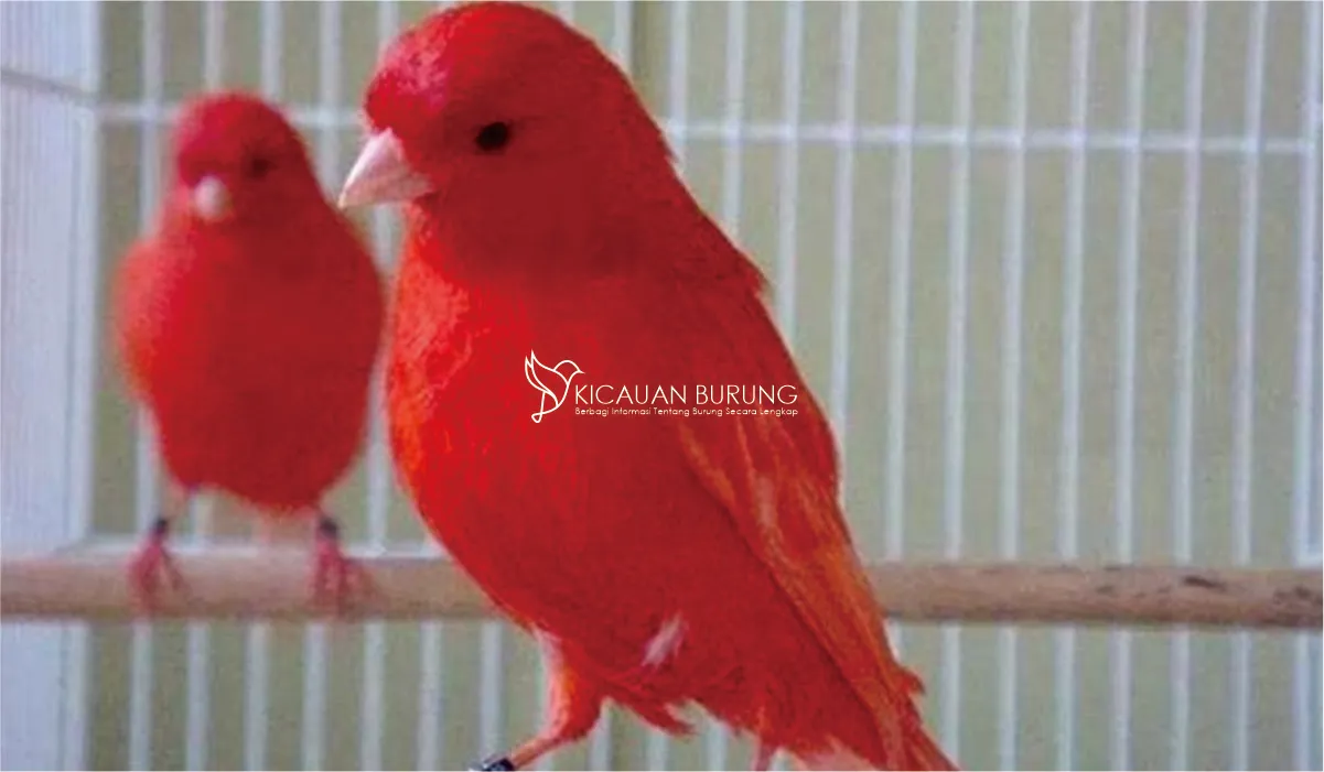 Cara Pemeliharaan Burung Kenari Merah
