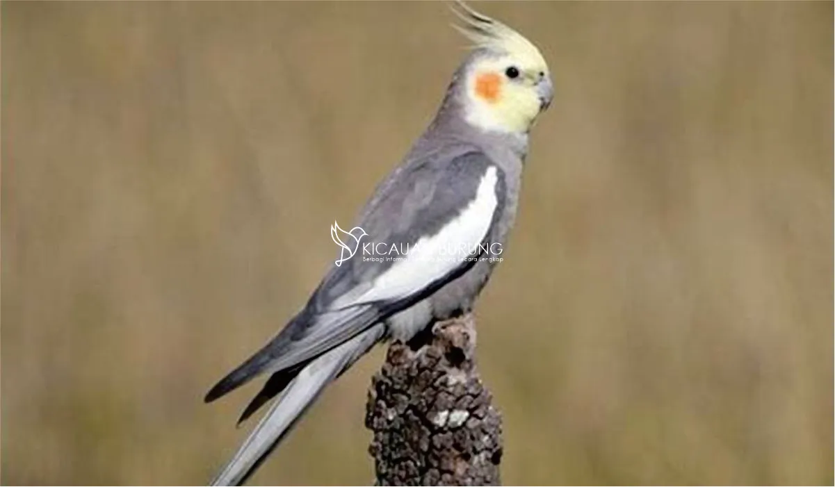 Cara Perawatan Burung Falk